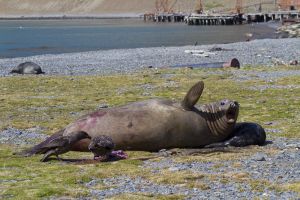 Stromness, South Georgia Island 115.jpg